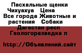 Пасхальные щенки Чихуахуа › Цена ­ 400 - Все города Животные и растения » Собаки   . Дагестан респ.,Геологоразведка п.